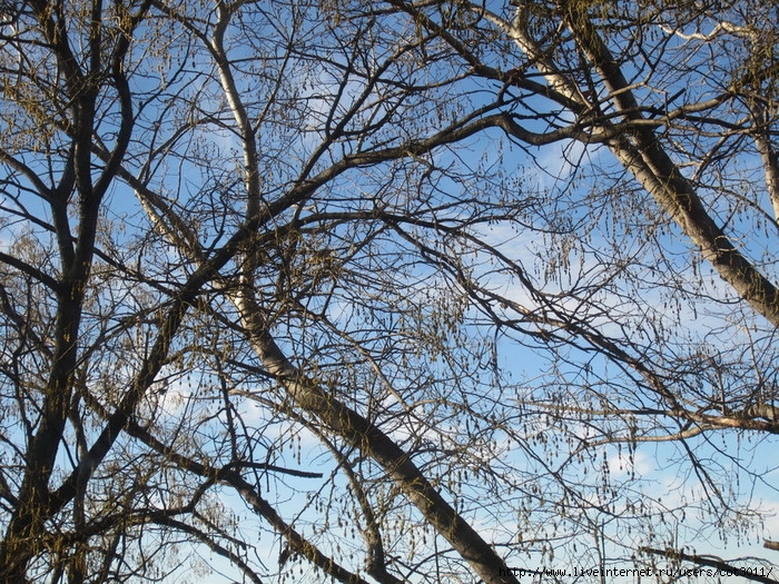IMG_2906 (700x525, 494Kb)