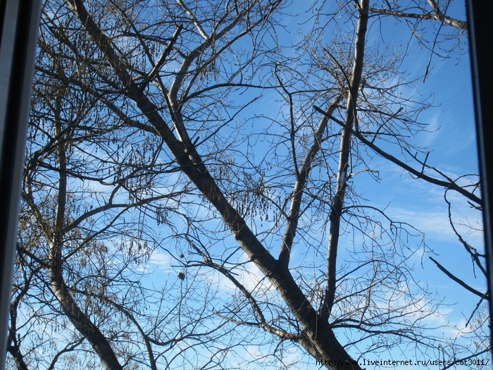 IMG_2905 (700x525, 424Kb)