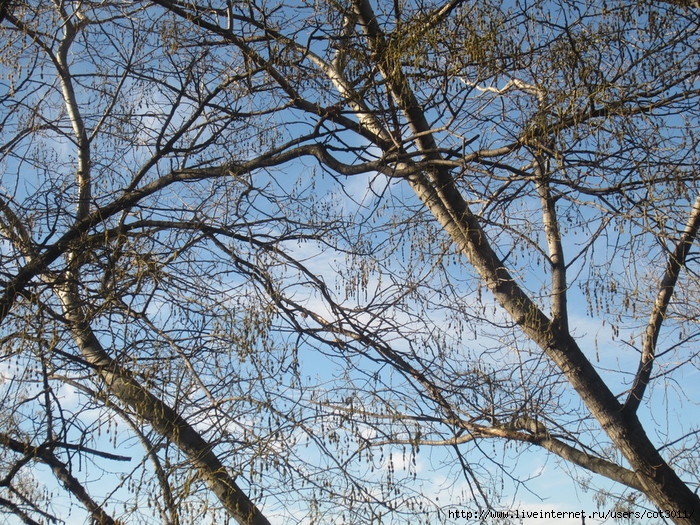 IMG_2907 (700x525, 481Kb)