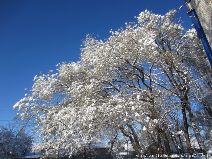 IMG_2956 (700x525, 356Kb)