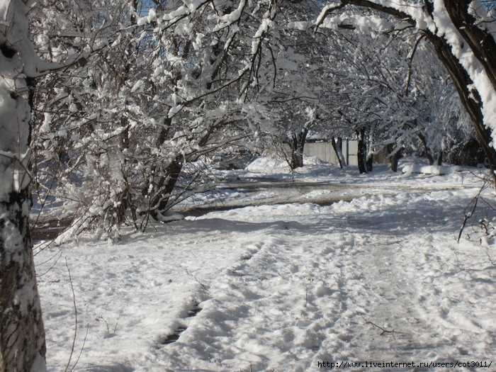 IMG_2966 (700x525, 346Kb)