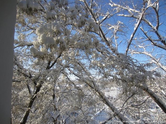 IMG_2969 (700x525, 396Kb)