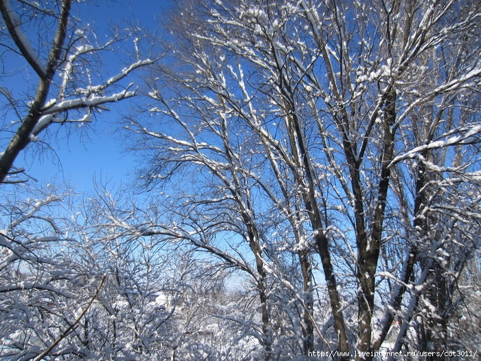 IMG_2972 (700x525, 447Kb)