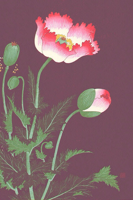 Poppies (464x700, 344Kb)