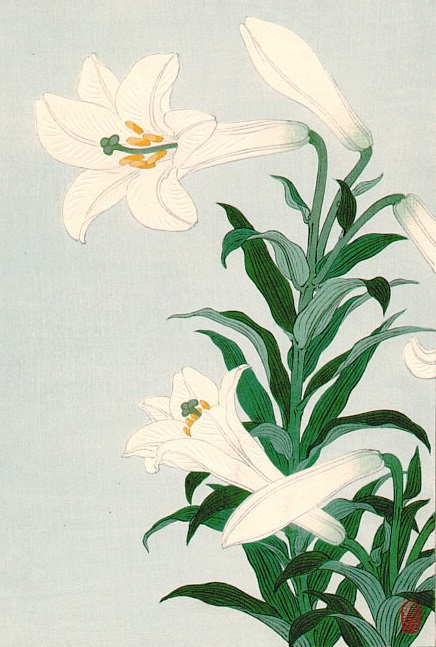 White_lilies (436x647, 263Kb)