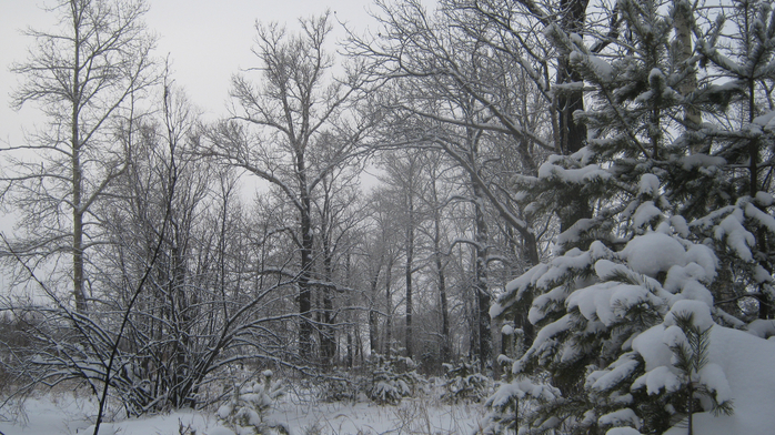 IMG_2697 (700x392, 426Kb)