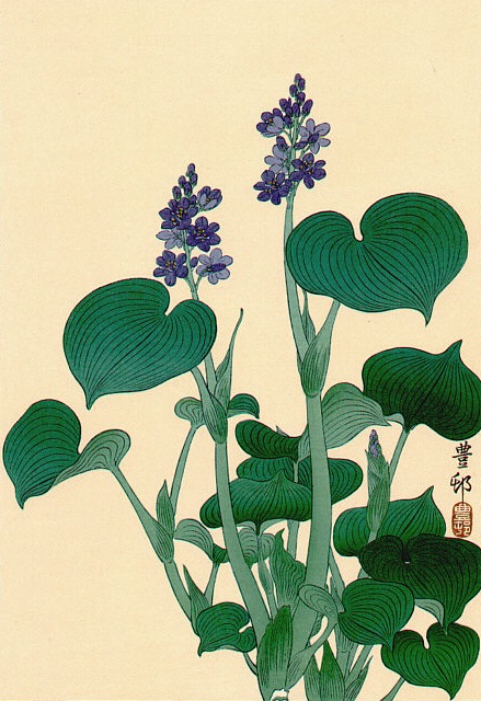 Purple Flowering Hosta (439x640, 120Kb)