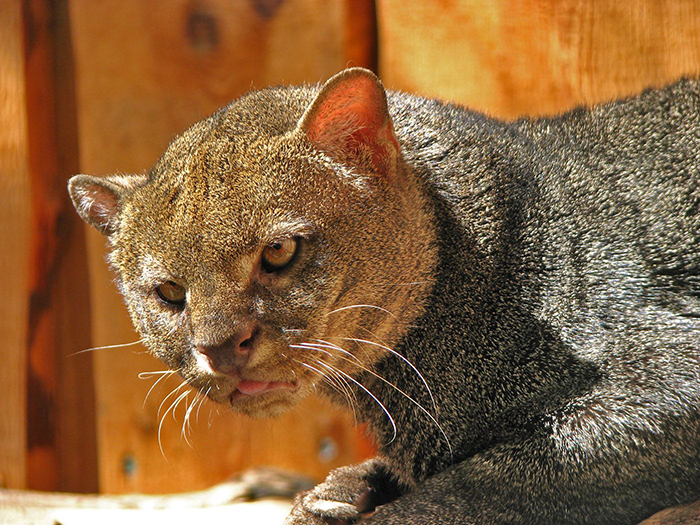 Jaguarundi-07 (700x525, 374Kb)