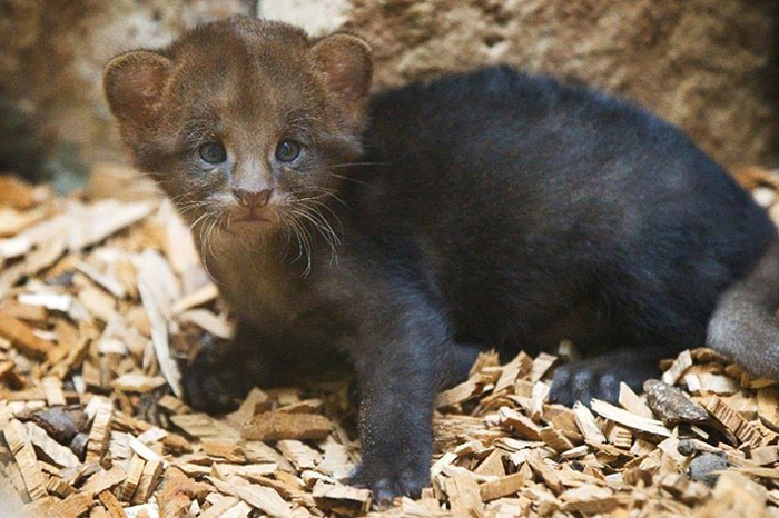 Jaguarundi-10 (700x466, 287Kb)