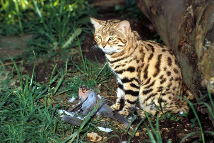 black-footed-cat-01 (700x468, 155Kb)