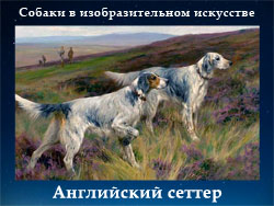 5107871_Angliiskii_setter (250x188, 56Kb)