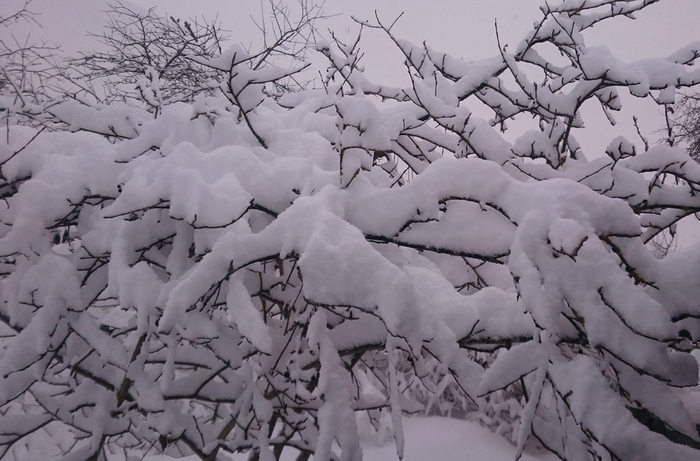 Зима - сказочная красота у Марины Резекне - снег после дождя (700x461, 225Kb)