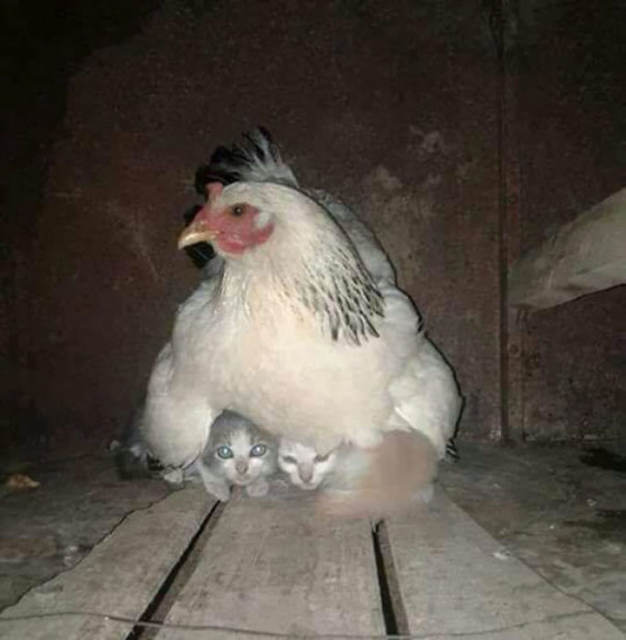 hens-adopt-animals-5979afecd07a2__700 (685x700, 51Kb)