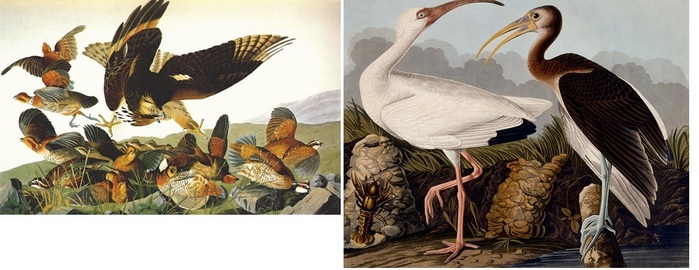 3 bobwhite-virginia-partridge-1825 (700x270, 83Kb)