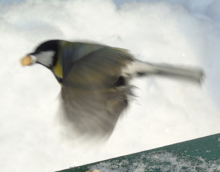 DSC01608 (700x549, 216Kb)