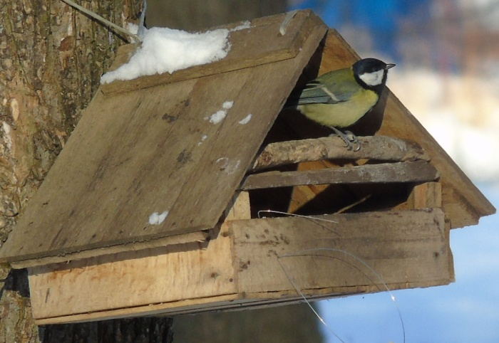 DSC01754 (700x482, 294Kb)