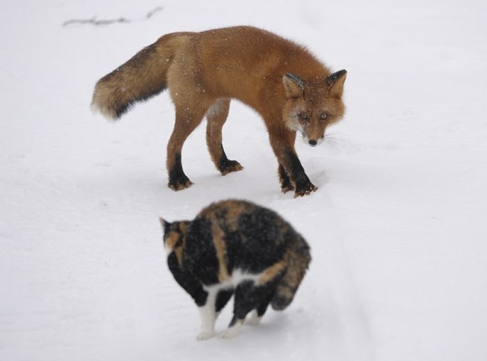 1269839665_placepic.ru_cat_foxes_01 (700x519, 41Kb)