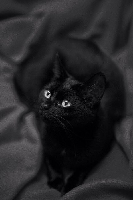 MvUTxHIvlSM (466x700, 38Kb)
