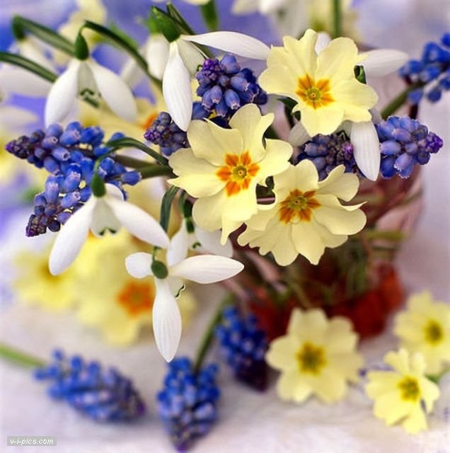 109841804_bouquet001507vipics (636x640, 65Kb)