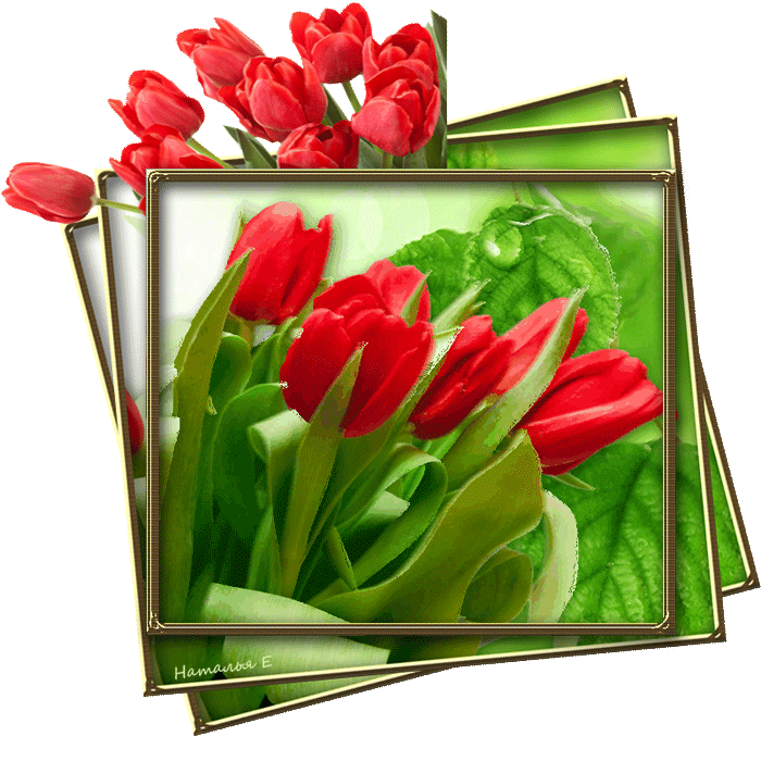 С праздником весны гиф. Тюльпаны открытка. Открытка цветы. Тюльпаны анимация. Красивые весенние открытки.