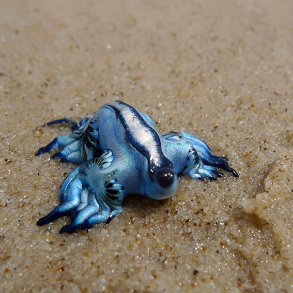 Glaucus-Atlanticus (605x605, 254Kb)