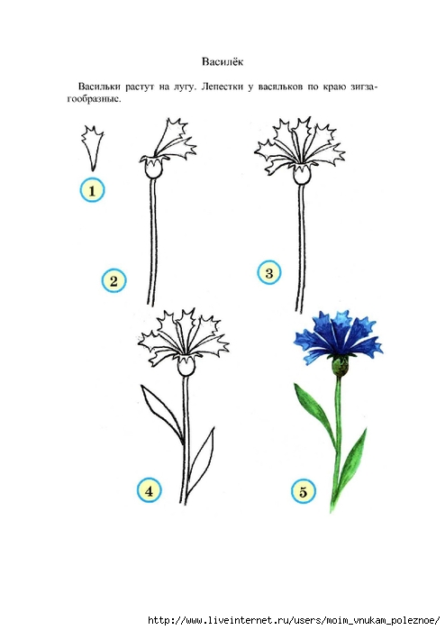 Как нарисовать цветок василек ребенку