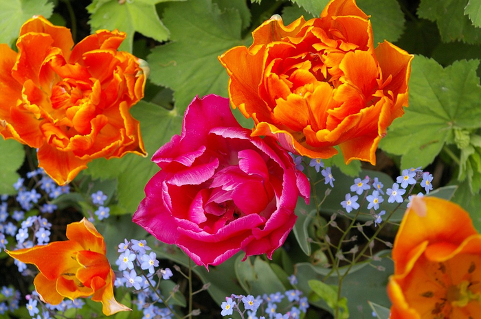 tulips-775128_960_720 (700x465, 439Kb)