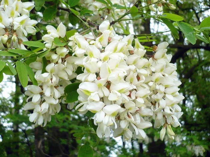 image (700x525, 131Kb)