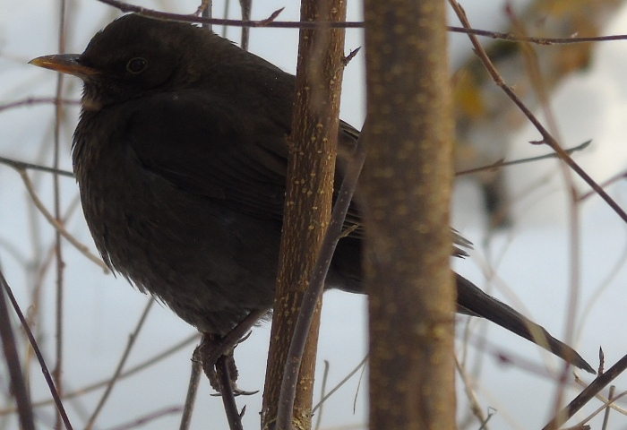 DSC03694 (700x480, 263Kb)