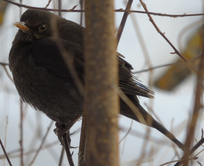 DSC03706 (700x570, 312Kb)