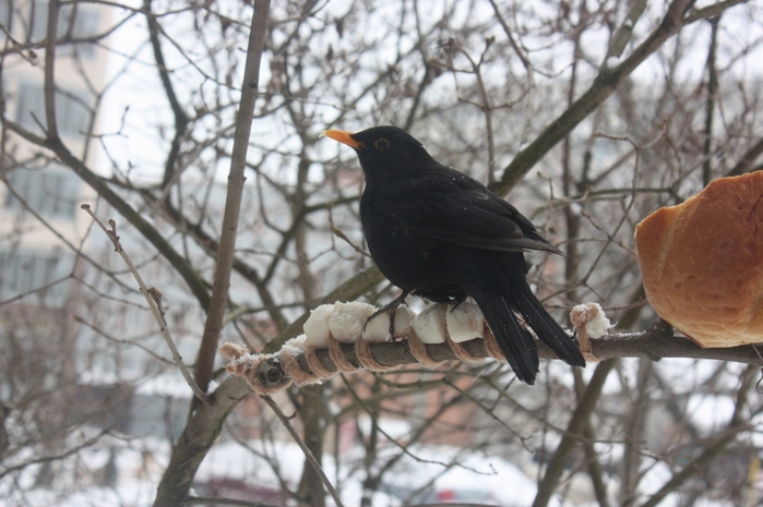 4052195_IMG_7221 (700x465, 229Kb)