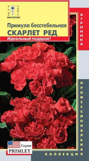 primula-besstebelnaya-skarlet-red-340x617 (340x617, 192Kb)
