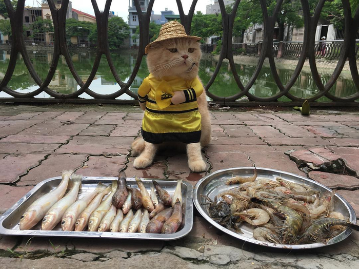 прикольные фото кошек