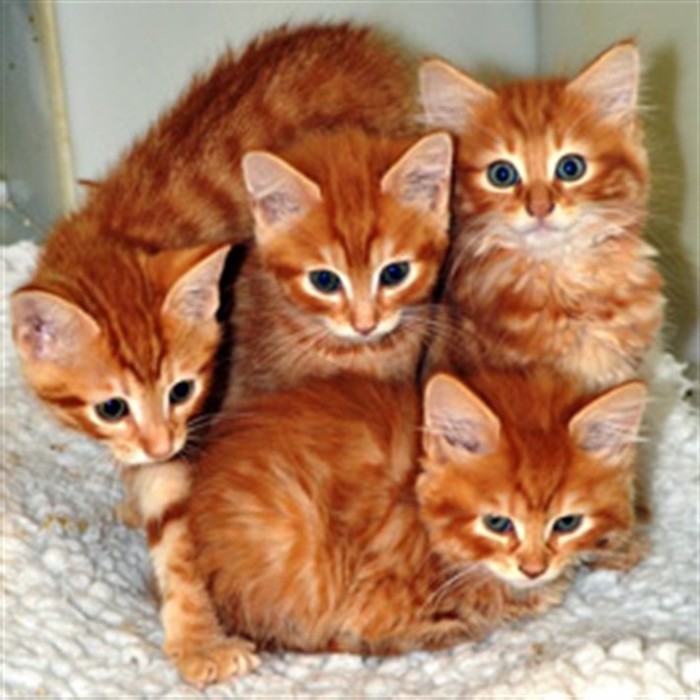 Tackilng-the-challenge-of-finding-cats-loving-new-homes_web61-e1363787584628 (640x640, 91Kb)