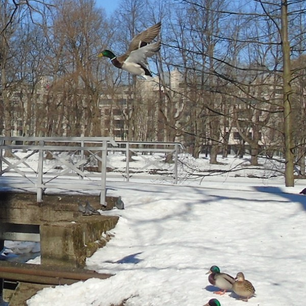 DSC00929 (600x600, 345Kb)