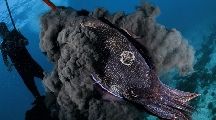10 подводных существ с невероятными способностями
