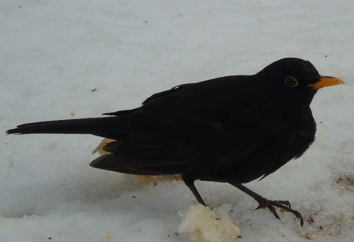 DSC01145 (700x478, 236Kb)