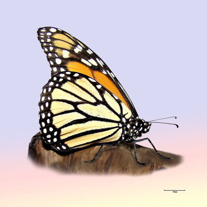  (. Danaus plexippus)  (700x700, 83Kb)