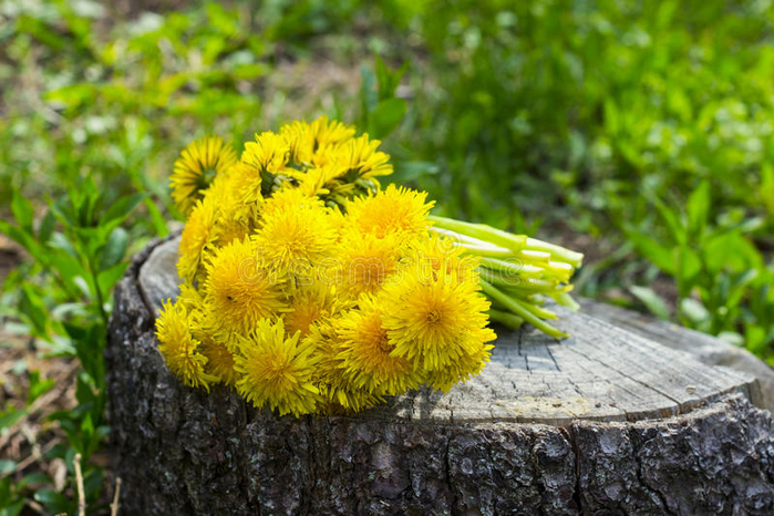 bukett-av-maskrosor-för-nya-blommor-på-stubbe-mot-vårgräs-70208991 (700x466, 427Kb)