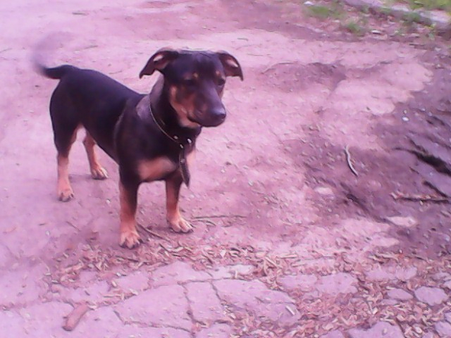 IMG0678A (640x480, 240Kb)
