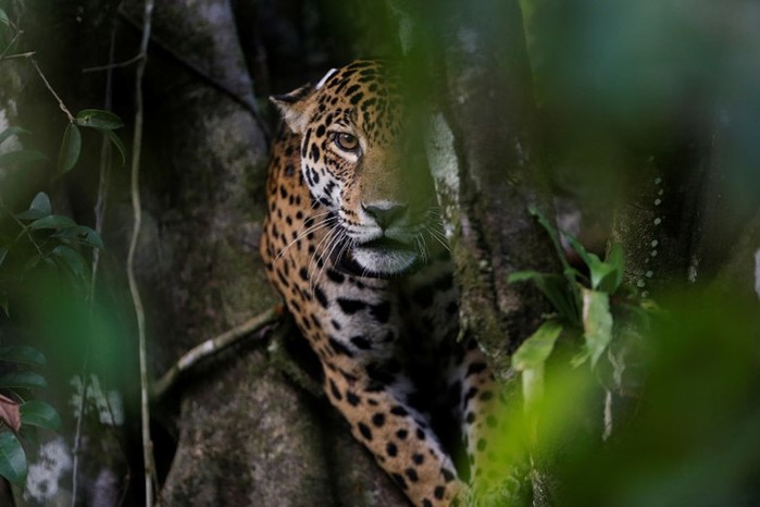 Почему бразильские ягуары живут на деревьях: фотографии невероятных кошек