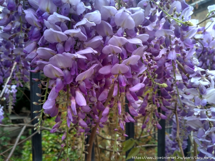 IMG_20180413_183910_HDR (700x525, 325Kb)