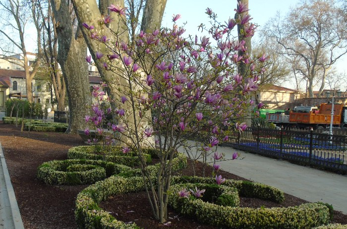 DSC02247 (700x462, 478Kb)