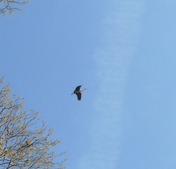 DSC02292 (584x558, 164Kb)