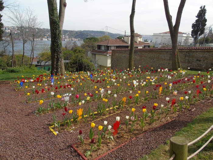 DSC03028 (700x525, 437Kb)