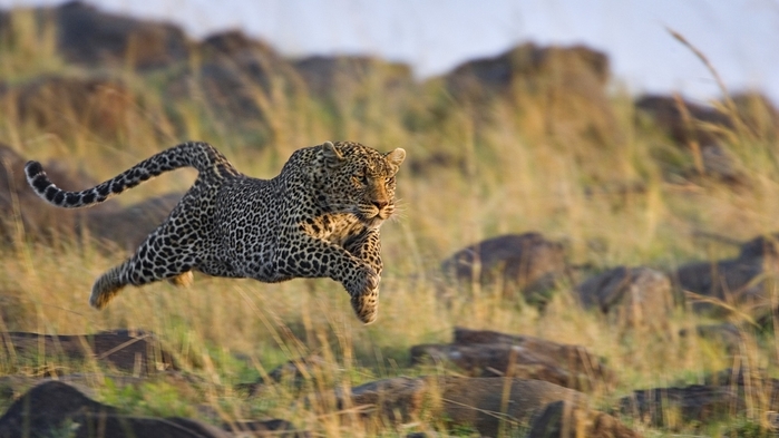 leopard_trava_bezhat_pryzhok_ohota_53617_1920x1080 (700x393, 188Kb)