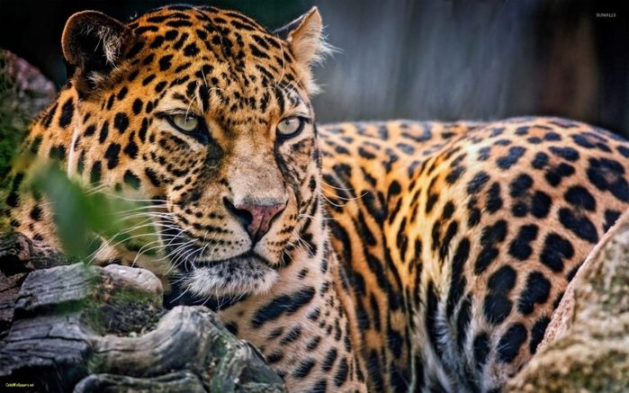 majestic-leopard-wallpaper-animal-wallpapers-awesome-leopard-wallpaper-of-leopard-wallpaper-768x480 (700x437, 78Kb)