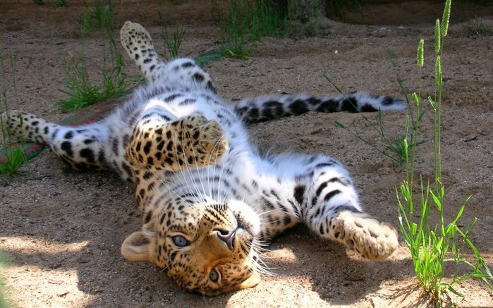 leopard-lezhit-na-spine_1920x1200 (700x437, 116Kb)