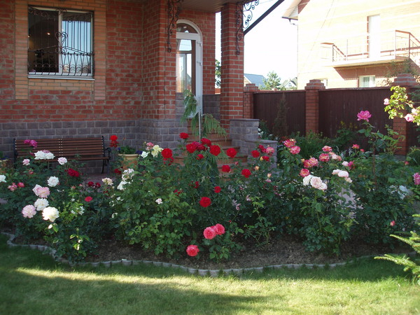 Красивые цветники с розами6а (600x450, 283Kb)