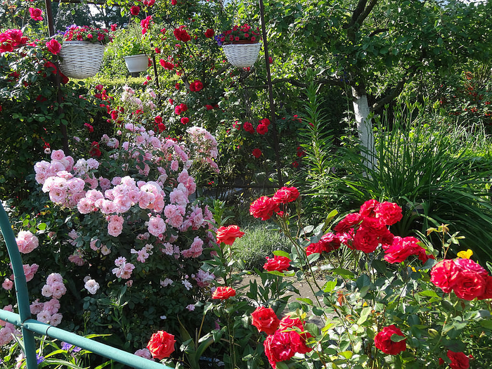 Красивые цветники с розами9 (700x525, 697Kb)